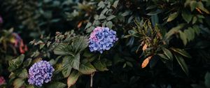 Preview wallpaper hydrangea, bush, leaves