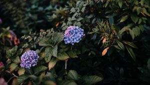 Preview wallpaper hydrangea, bush, leaves