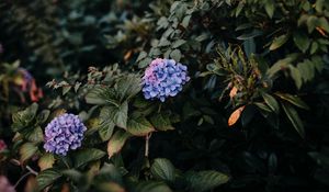 Preview wallpaper hydrangea, bush, leaves