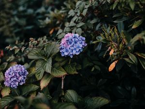 Preview wallpaper hydrangea, bush, leaves