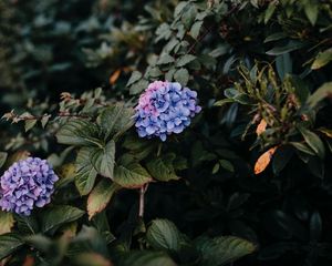 Preview wallpaper hydrangea, bush, leaves