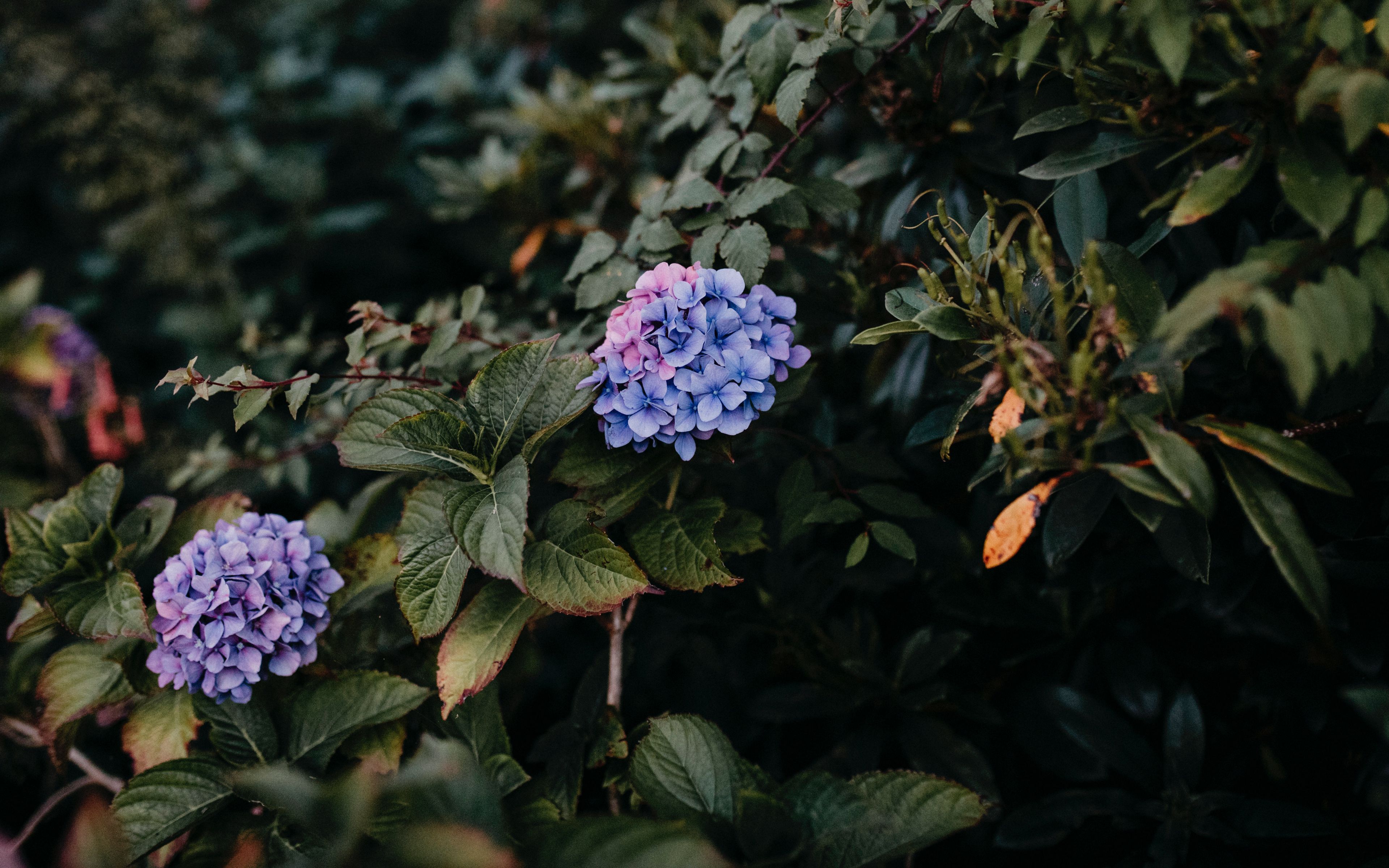 Download wallpaper 3840x2400 hydrangea, bush, leaves 4k ultra hd 16:10