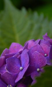 Preview wallpaper hydrangea, bush, petals