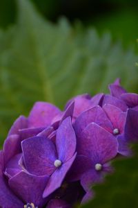 Preview wallpaper hydrangea, bush, petals