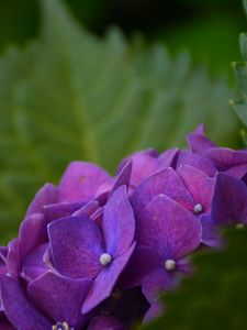 Preview wallpaper hydrangea, bush, petals