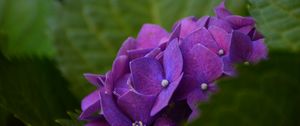 Preview wallpaper hydrangea, bush, petals