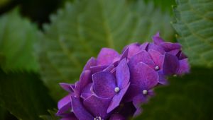 Preview wallpaper hydrangea, bush, petals