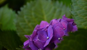 Preview wallpaper hydrangea, bush, petals