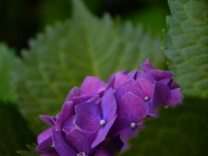 Preview wallpaper hydrangea, bush, petals