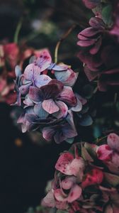 Preview wallpaper hydrangea, bush, petals, red, blue