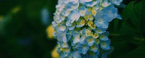 Preview wallpaper hydrangea, close-up, petals, light, blur