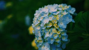 Preview wallpaper hydrangea, close-up, petals, light, blur