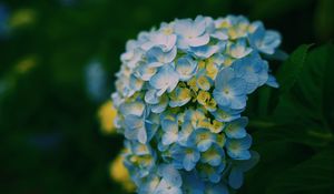 Preview wallpaper hydrangea, close-up, petals, light, blur