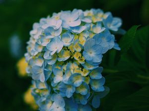 Preview wallpaper hydrangea, close-up, petals, light, blur