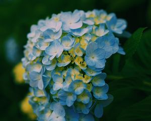 Preview wallpaper hydrangea, close-up, petals, light, blur