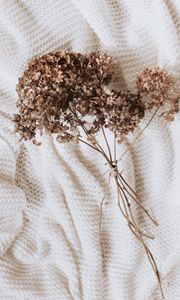 Preview wallpaper hydrangea, dried flowers, flowers, clothes, white