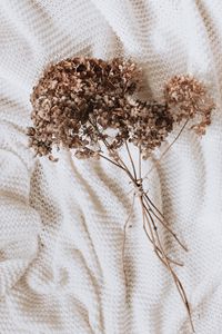 Preview wallpaper hydrangea, dried flowers, flowers, clothes, white