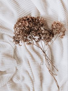 Preview wallpaper hydrangea, dried flowers, flowers, clothes, white