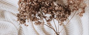 Preview wallpaper hydrangea, dried flowers, flowers, clothes, white