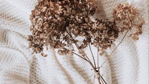 Preview wallpaper hydrangea, dried flowers, flowers, clothes, white