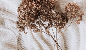 Preview wallpaper hydrangea, dried flowers, flowers, clothes, white