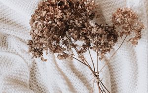 Preview wallpaper hydrangea, dried flowers, flowers, clothes, white