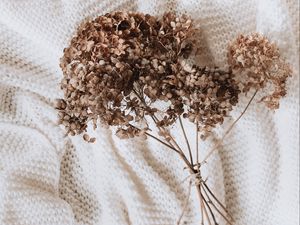 Preview wallpaper hydrangea, dried flowers, flowers, clothes, white