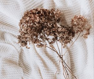 Preview wallpaper hydrangea, dried flowers, flowers, clothes, white