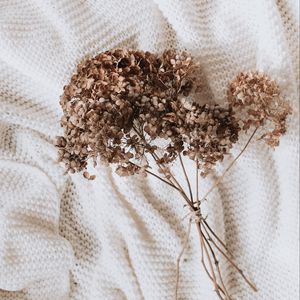 Preview wallpaper hydrangea, dried flowers, flowers, clothes, white