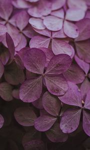 Preview wallpaper hydrangea, dried flowers, flowers, pink, petals