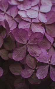 Preview wallpaper hydrangea, dried flowers, flowers, pink, petals