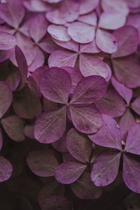 Preview wallpaper hydrangea, dried flowers, flowers, pink, petals