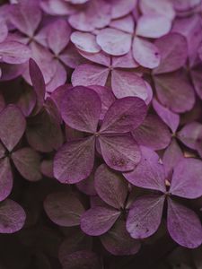 Preview wallpaper hydrangea, dried flowers, flowers, pink, petals