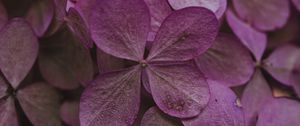 Preview wallpaper hydrangea, dried flowers, flowers, pink, petals