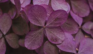 Preview wallpaper hydrangea, dried flowers, flowers, pink, petals