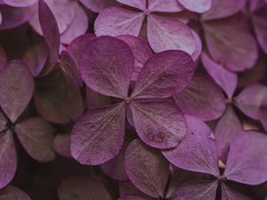 Preview wallpaper hydrangea, dried flowers, flowers, pink, petals