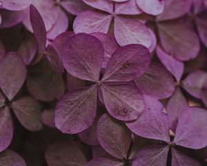 Preview wallpaper hydrangea, dried flowers, flowers, pink, petals