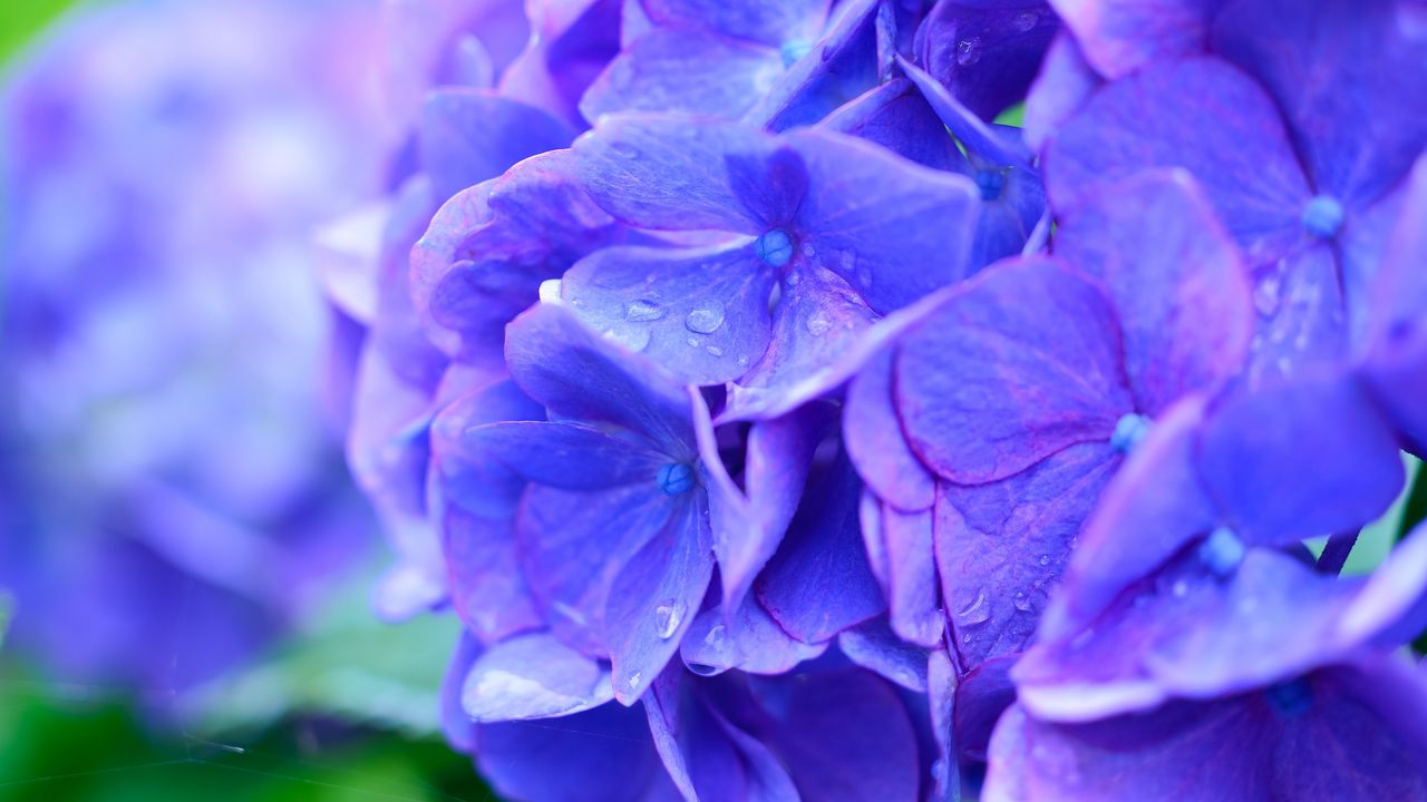 Wallpaper hydrangea, drops, lilac hd, picture, image