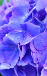 Preview wallpaper hydrangea, drops, lilac