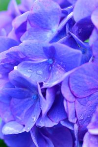 Preview wallpaper hydrangea, drops, lilac