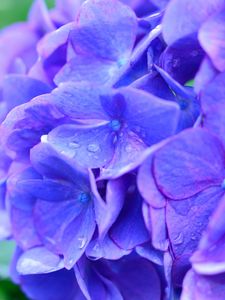 Preview wallpaper hydrangea, drops, lilac