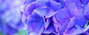 Preview wallpaper hydrangea, drops, lilac