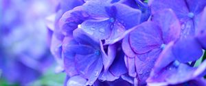 Preview wallpaper hydrangea, drops, lilac