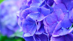 Preview wallpaper hydrangea, drops, lilac