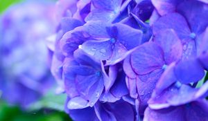 Preview wallpaper hydrangea, drops, lilac