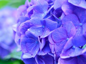 Preview wallpaper hydrangea, drops, lilac