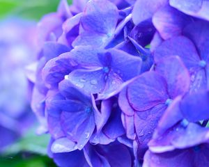 Preview wallpaper hydrangea, drops, lilac