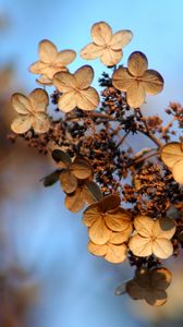 Preview wallpaper hydrangea, flower, autumn, dry