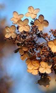 Preview wallpaper hydrangea, flower, autumn, dry