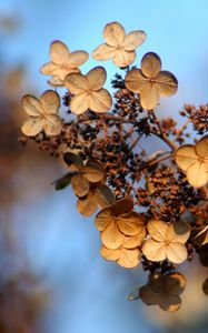 Preview wallpaper hydrangea, flower, autumn, dry